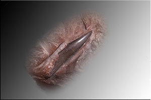Fossilien aus Adnet