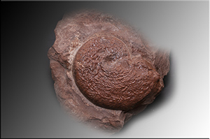 Fossilien aus Adnet