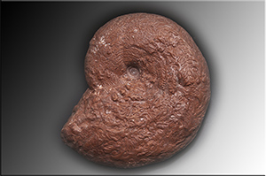 Fossilien aus Adnet