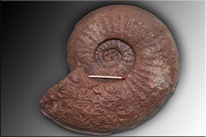 Fossilien aus Adnet