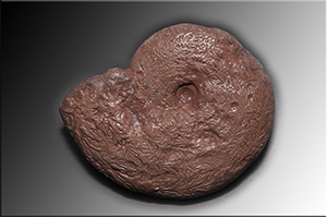 Fossilien aus Adnet