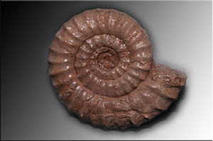 Fossilien aus Adnet