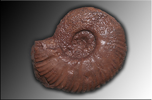 Fossilien aus Adnet