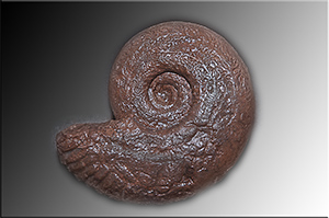 Fossilien aus Adnet
