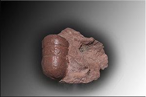 Fossilien aus Adnet