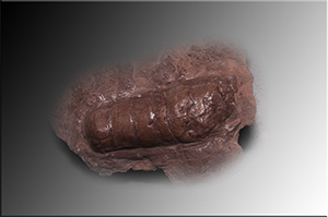 Fossilien aus Adnet