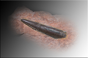 Fossilien aus Adnet