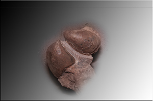 Fossilien aus Adnet