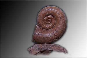 Fossilien aus Adnet