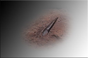 Fossilien aus Adnet