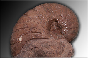 Fossilien aus Adnet
