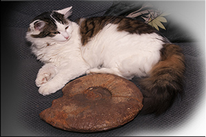 Fossilien aus Adnet