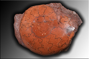 Fossilien aus Adnet
