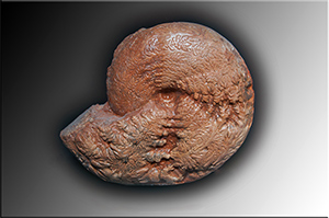 Fossilien aus Adnet