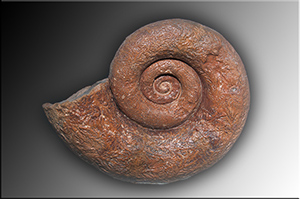 Fossilien aus Adnet