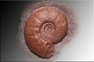Fossilien aus Adnet