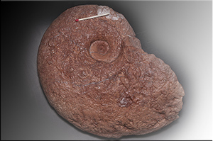 Fossilien aus Adnet
