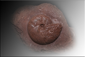 Fossilien aus Adnet