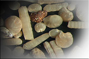Mikro