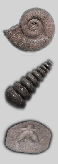 drei ausgesuchte Fossilien aus meiner Sammlung