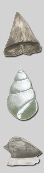 drei von mir mit Bleistift gezeichnete Fossilien